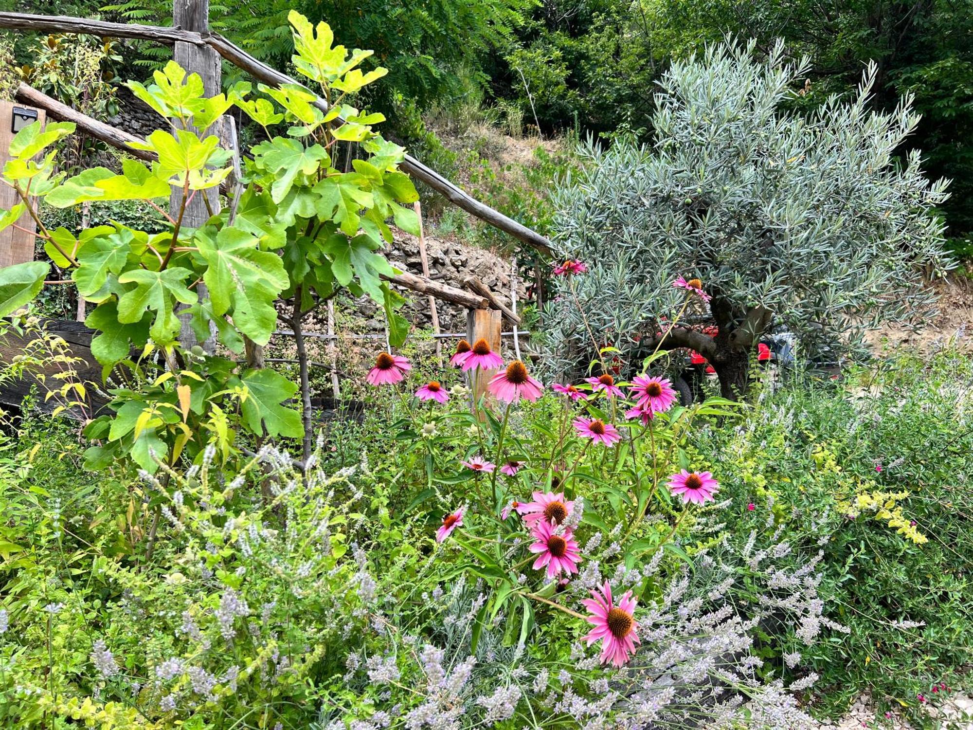 Les Magnels Bed and Breakfast Valleraugue Buitenkant foto